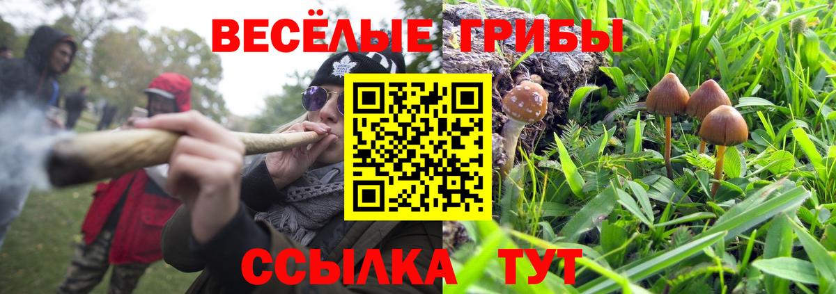 Энгельс  Псилоцибиновые грибы прущие грибы  Вход с VPN 